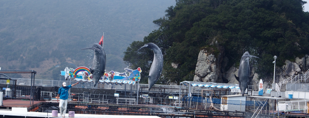 ͖_I啪ǔܑ݂p[NE݃CJvCJV[