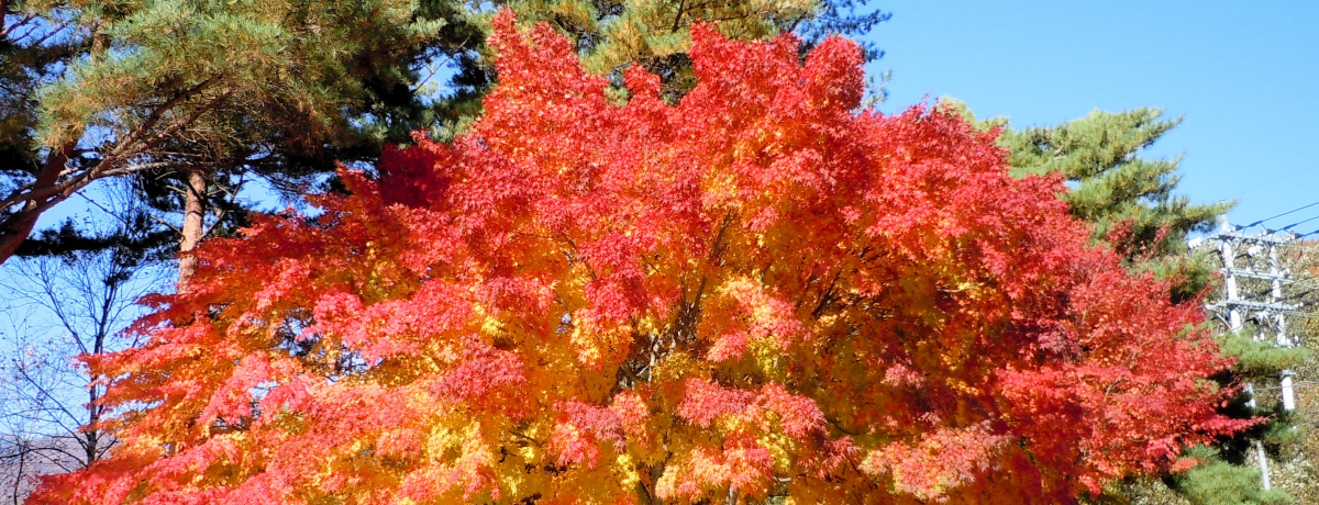 �G�������h�F�̑��A�яH�̎R�X�I�o�R�Ŋy���ގR���u����k�J�v