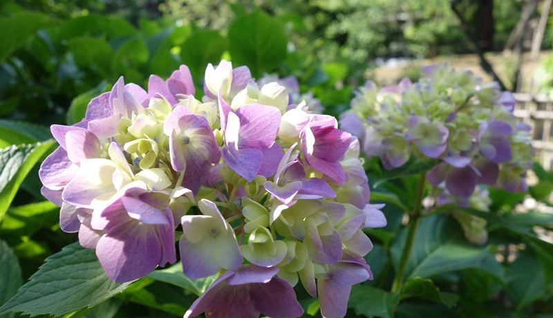 KIluO≀vRCŊy߂{̎lG