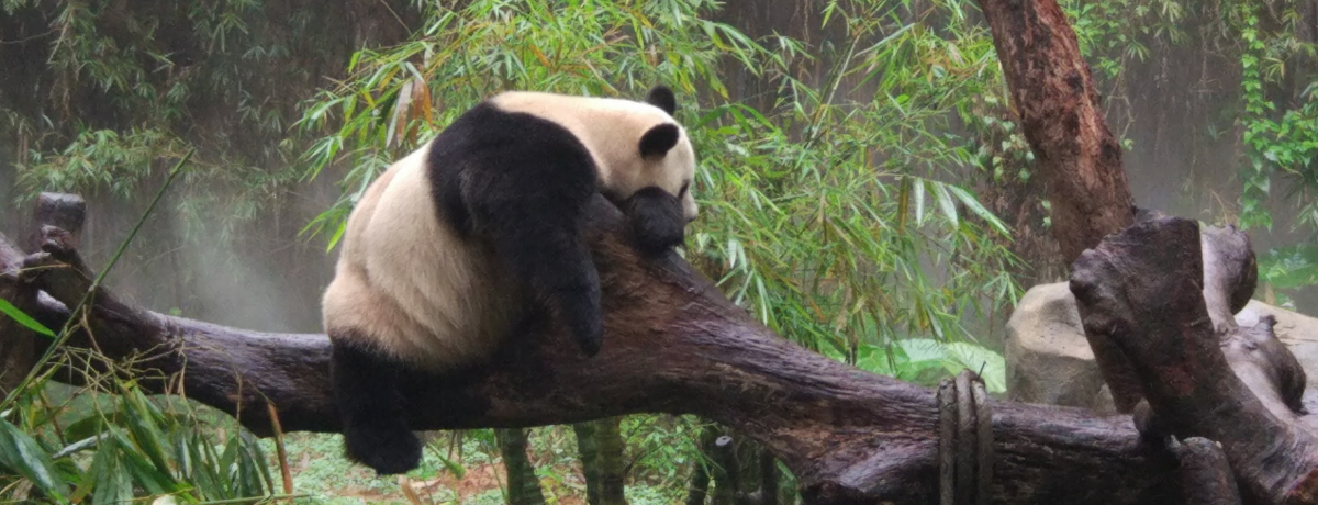 LႢILB̓u`COETt@p[Nv