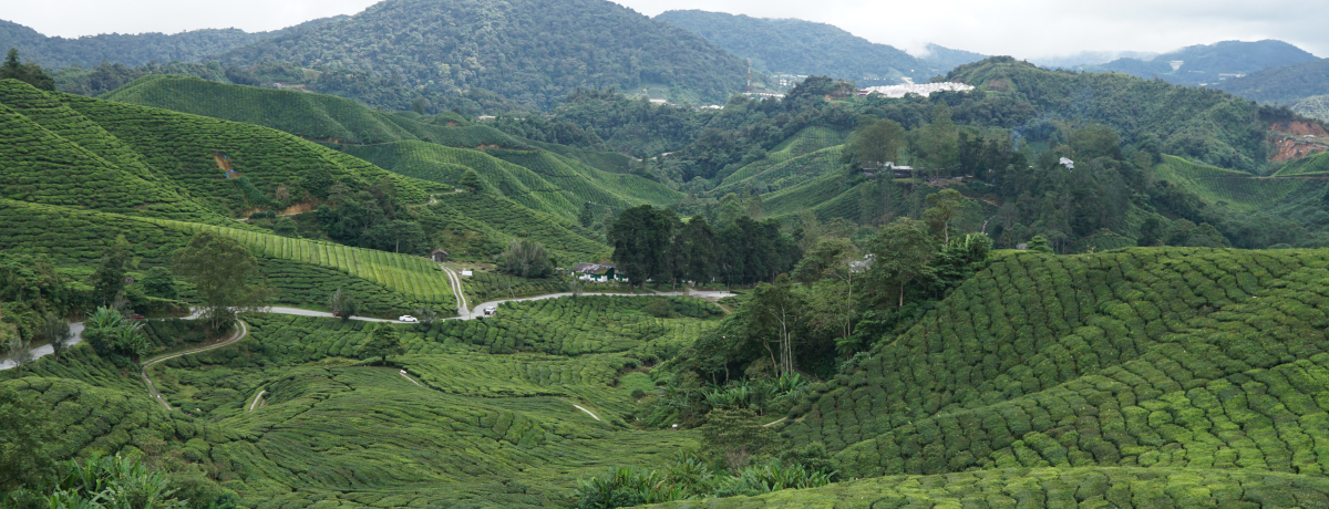 }[VAő̍gILnChu{[EeB[vό̔`