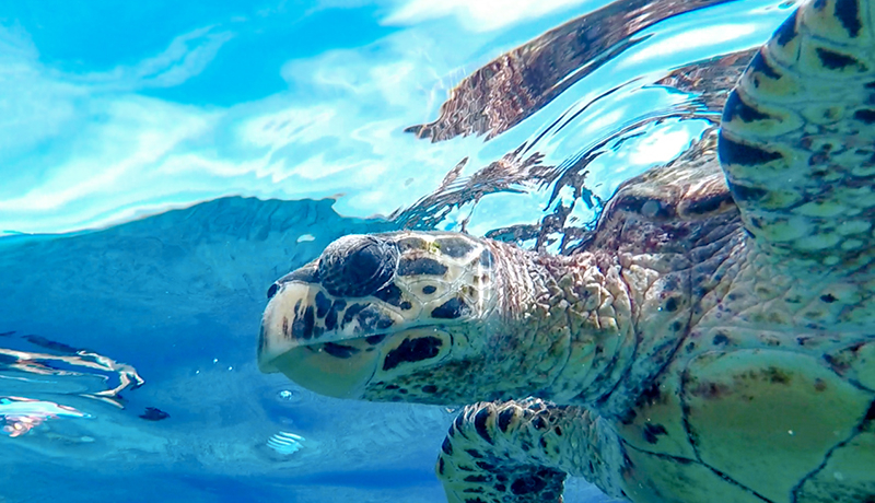 E~KɉINubhEfBuŁuuX^[sNjbNv