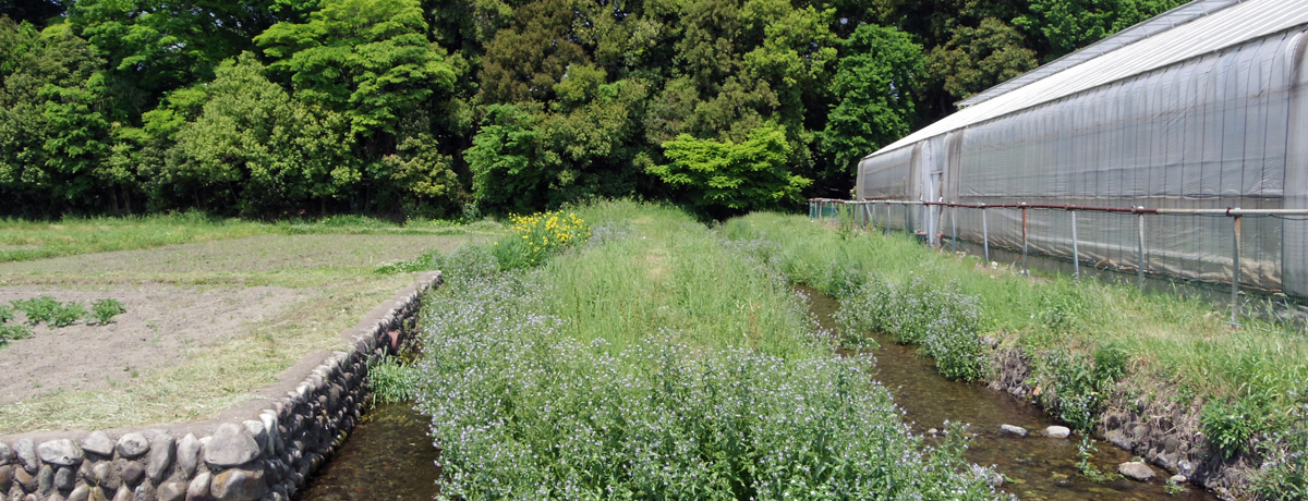 ssu}}NvƁu삨񂾂vĉH