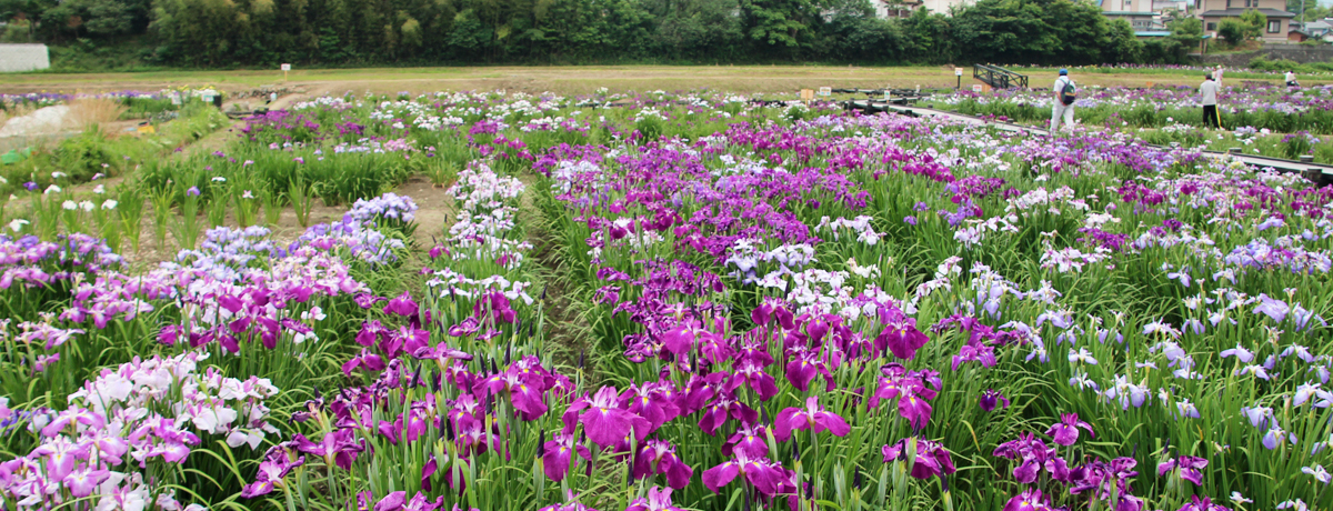 ci̒ŊyމԏҊIʌuƂԏҊv