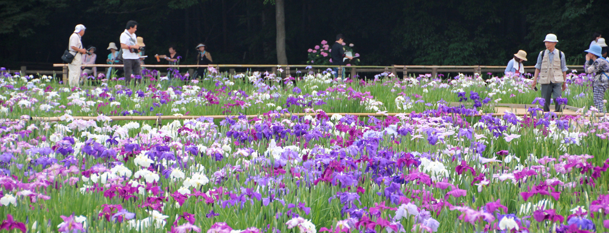 �V�����S�i�ɂ��I�΂ꂽ�ԏҊ��̖����I�����R�s�u�k�R�����v