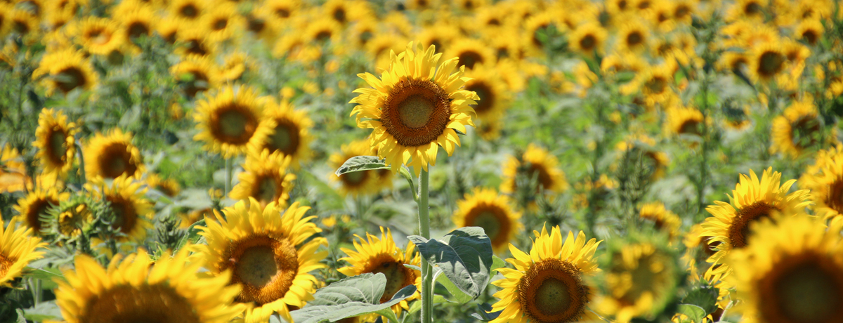 10{炫ւIsŝЂ܂蔨ɍsI