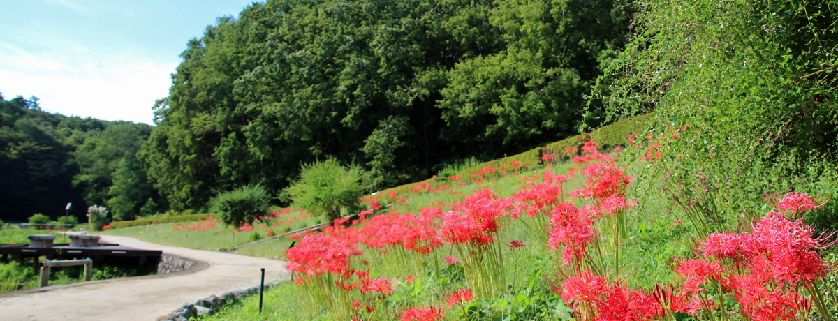 ÂȗRŔފ݉ԁIs~suサ傤Ԍv