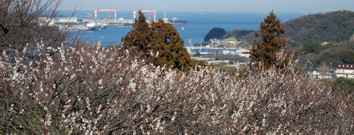 ቺɓpI炵Q̔~сI{ucY~̗v