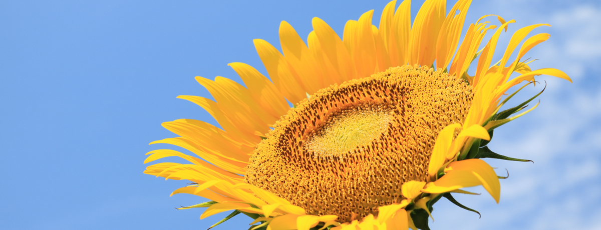 �Ă̖K���������50���ցI�����u�Ђ܂��K�[�f���������R�v