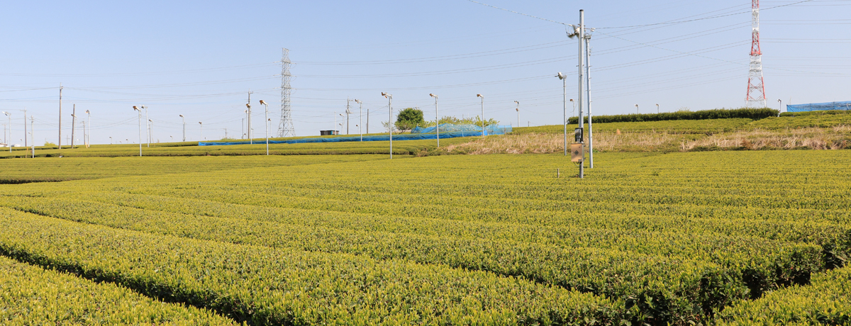 n400haɍLIʌԎsuqv̒s