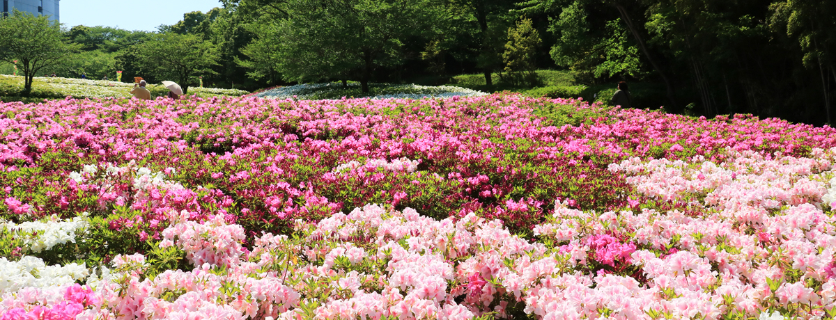 5���{�����炭�����̌i�ρI�_�ސ�u�������̋u�����v