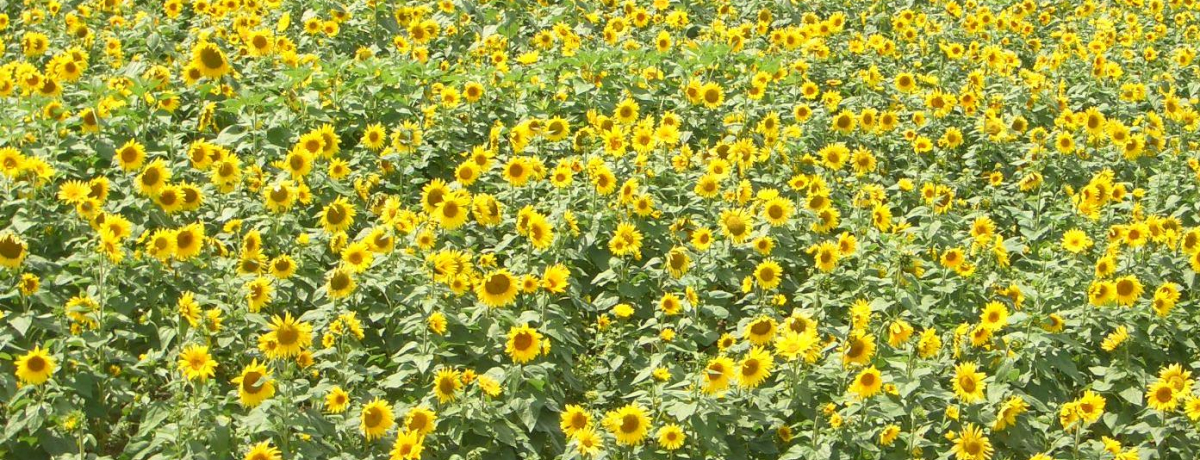 �ċx�݂̂��o�����Ƀs�b�^���I�L���������S��100���{�̂Ђ܂�蔨�Ƃ��烏�C�i���[