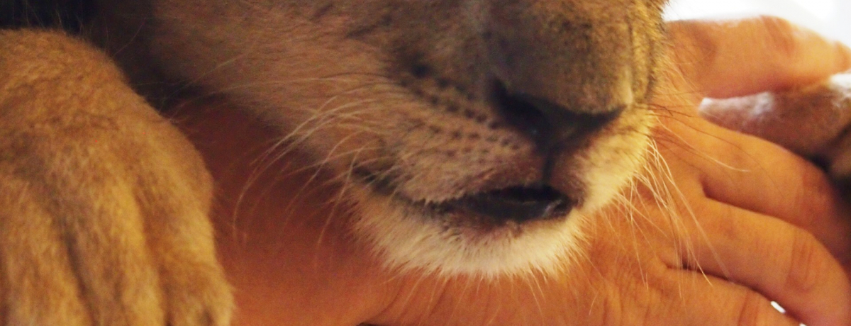 CI̐ԂIRHgTt@hŐԂ񃉃CIƎeCIɉI