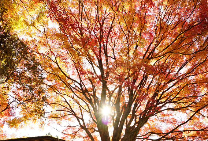 ���100�l����̂̋ɏ�̓��{�뉀�A���s�u�������v