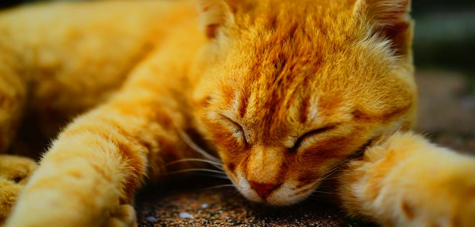 ELDW܂LD̐nAQu(L)v