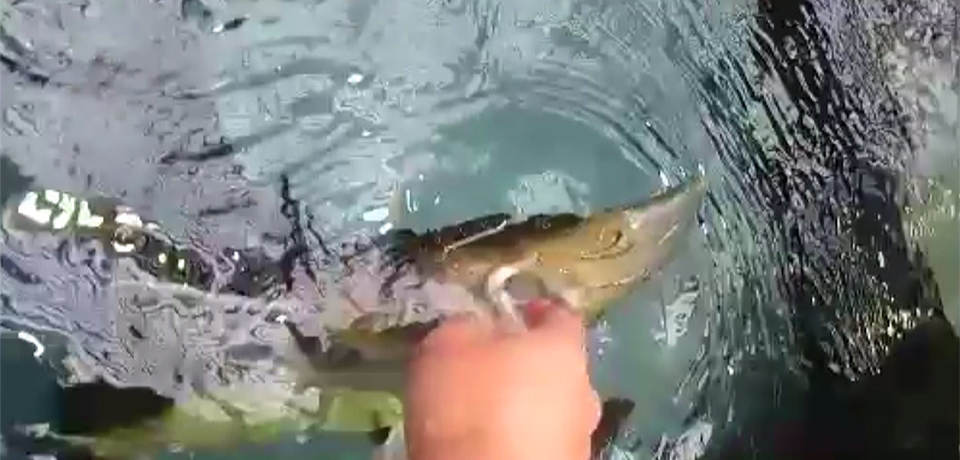 �`���E�U�����w�p�N�H�X�������_�ȑ̌��I�W�ÃT�[�����Ȋw��