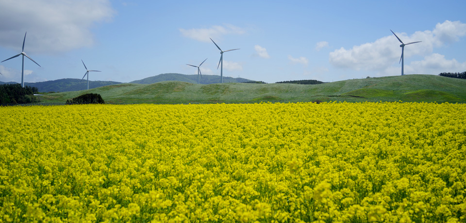 {B̍LIXl̍؂̉Ԕŏt𖞋i悤