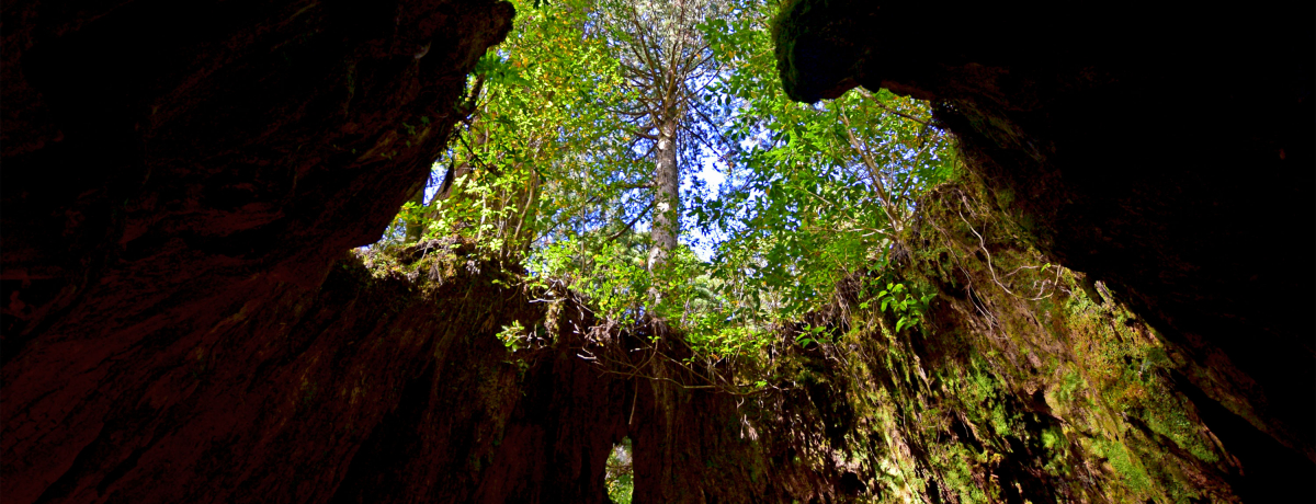 �͂��߂Ăł����v�I���v���E�ꕶ�����A��g���b�L���O