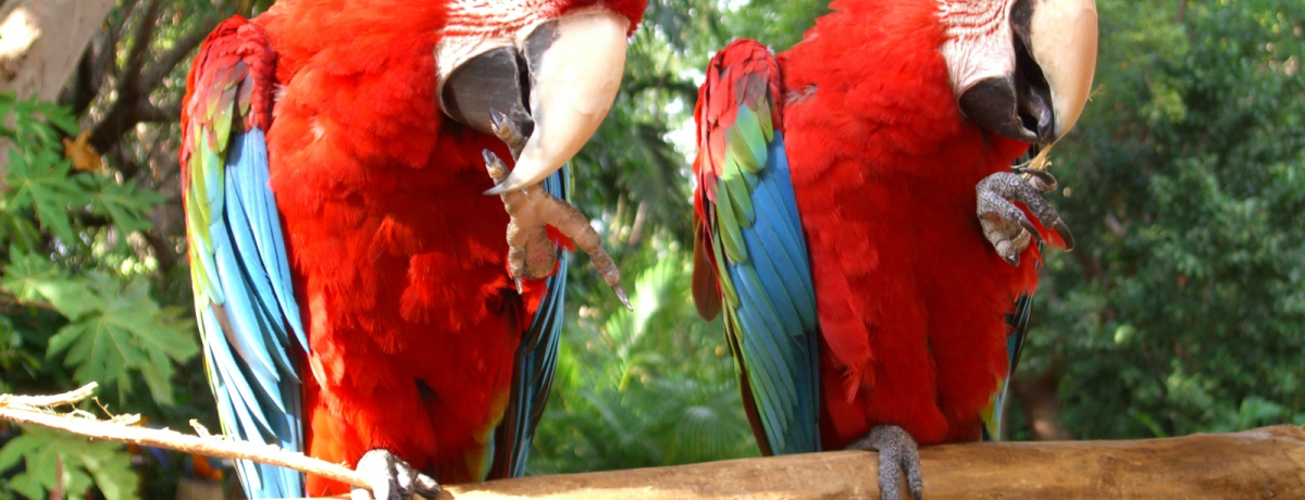 �����D���̐l�͕K���I�t�����_�ɂ����������Ȃ������B�ɂ����W�����O���A�C�����h�̖��͂Ƃ́I�H