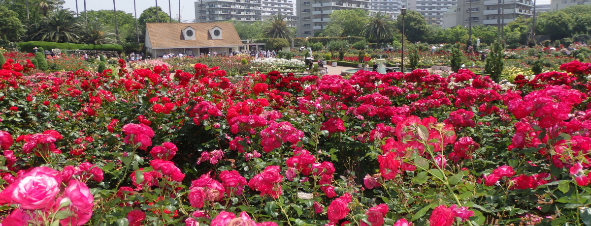 S[WXKNň閲ԁItKus̒JÃo