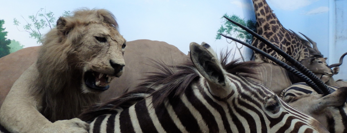 Ă̊XEMyɖ쐶̉!?̎Tt@