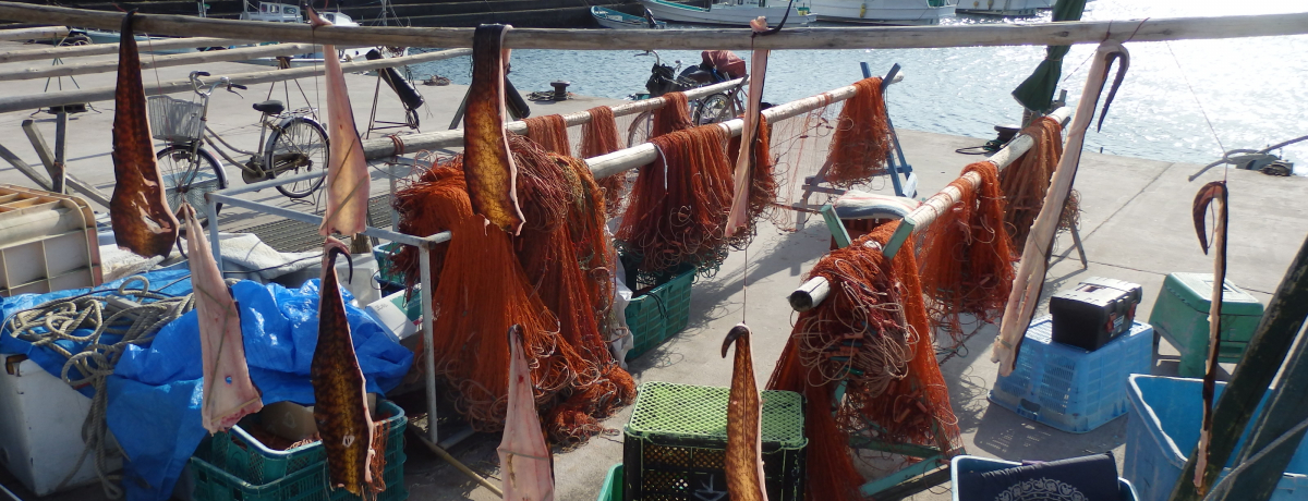 VNŒCY瑫A򗷊ق܂ŁIIɏYԂU