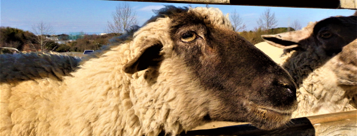 ɒnr[IlyI{sun[xXg̋uv