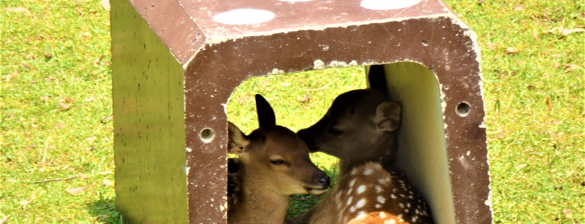 天然鹿の角5対(10本)セット No.7 【公式通販】