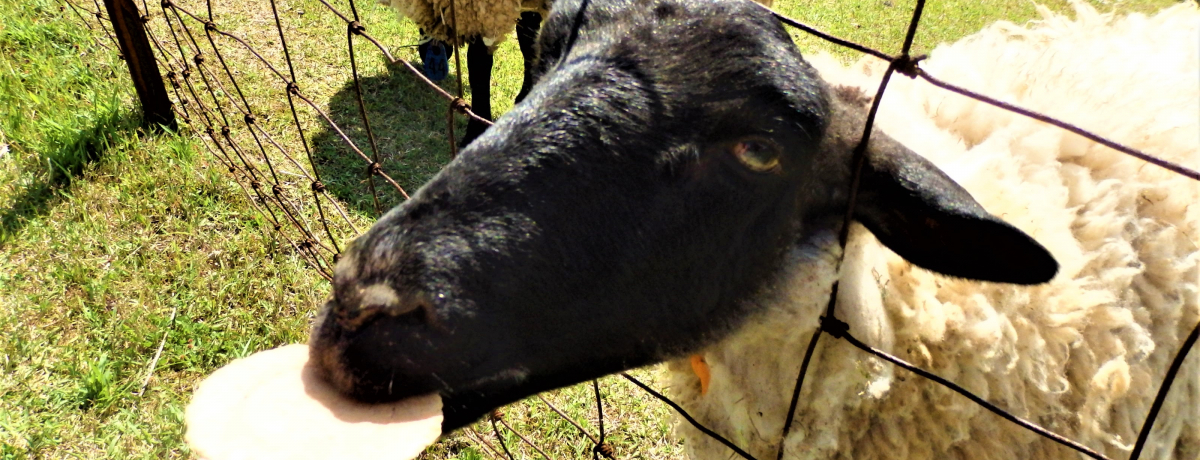 ���R�𖞋i�I�����ƐG�ꍇ����ޗǌ��R�Y���u�߂��߂��q��v