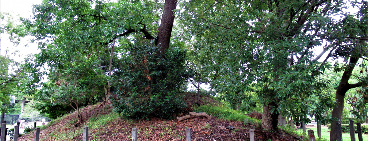 RÕƃZbgŁIǂ떞ڂ̑{suv