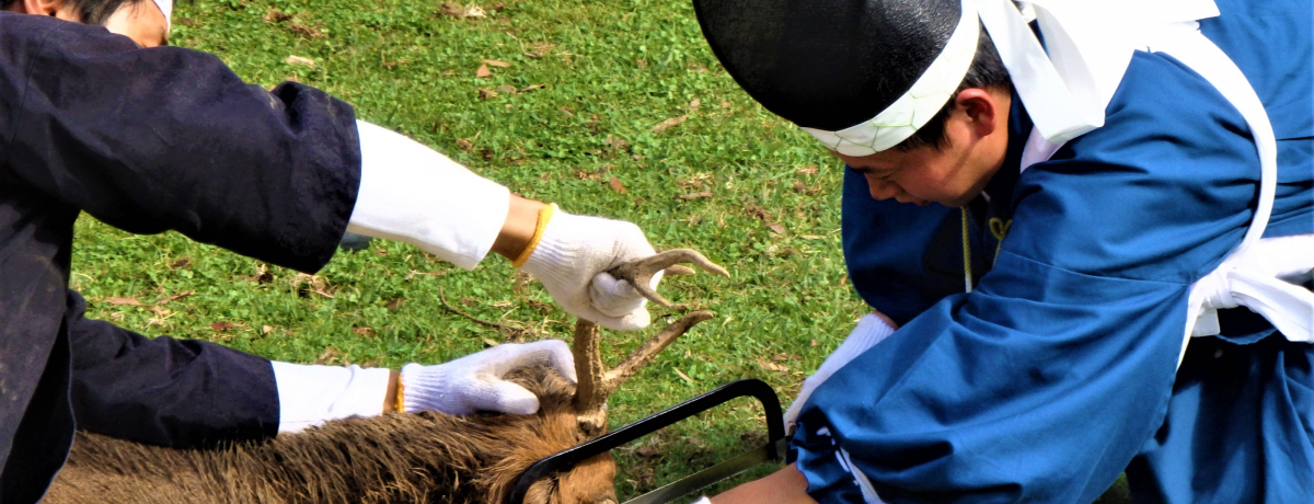 Ɋ߂蕨Iޗǂ̏Hʂůpv