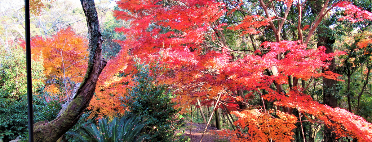 �g�t�����y������!���{�암�̖����E�a��s�́u�������v