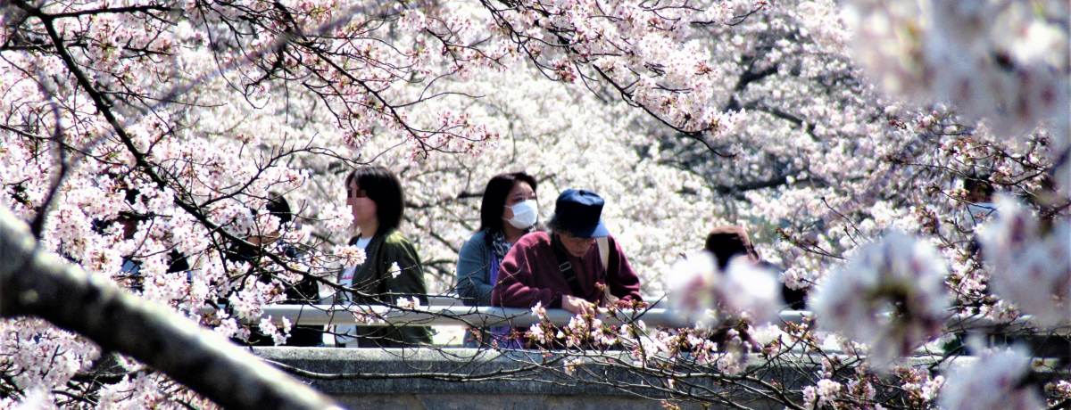 ɕ܂ꂽؓIޗǌacsuc{v