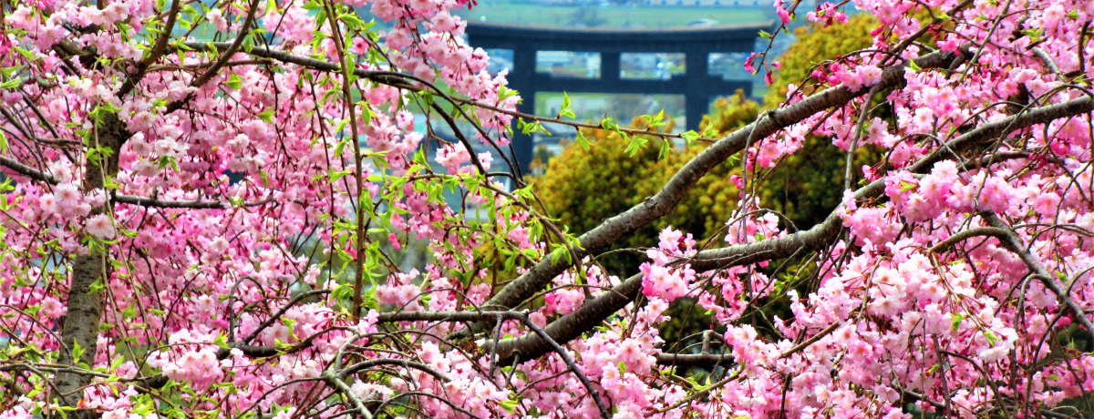 ̋G߂ɁI]Q̓ޗǁE__Ёua̓mW]v