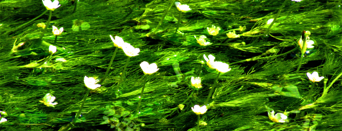 �����Ɖ��ȃo�C�J���ɖ����I���ꌧ�u����h�v���߂��闷