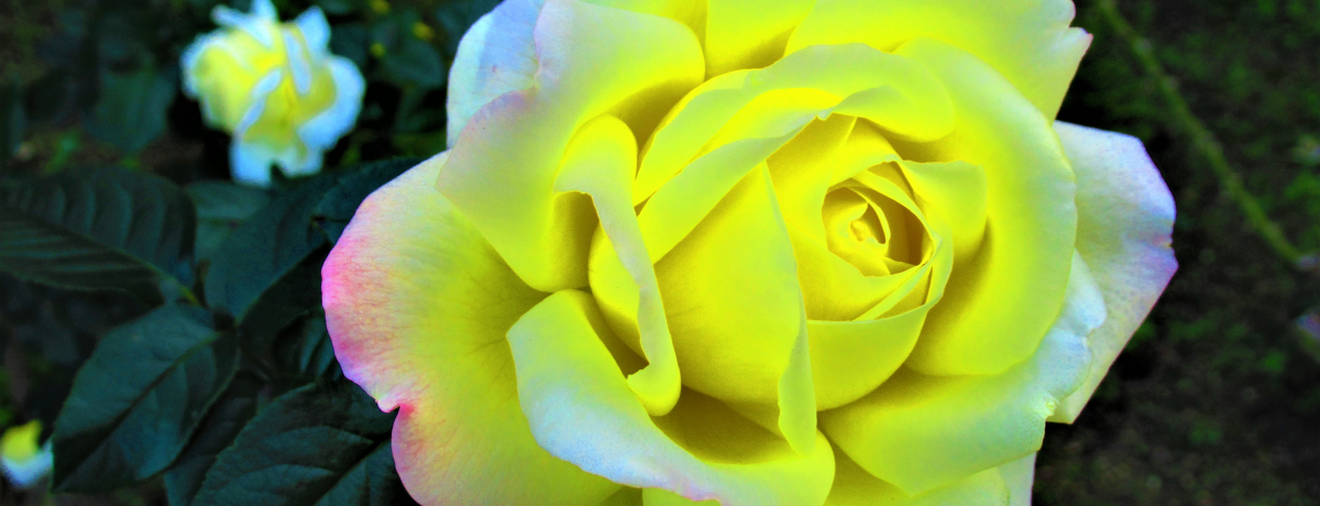 gtꏏɊyIޗǁERuHKNƔ镧󕨓Wv