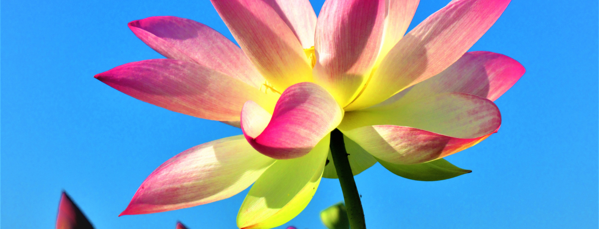 Ñj䂩̒nŘ@\Iޗǌu{ @][v