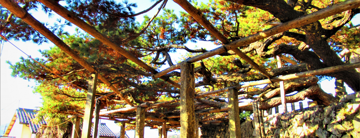 �����I�Ȏ}�Ԃ�͈����I���ɁE�O�g�R�s�u�{�c�̌ܗt���v