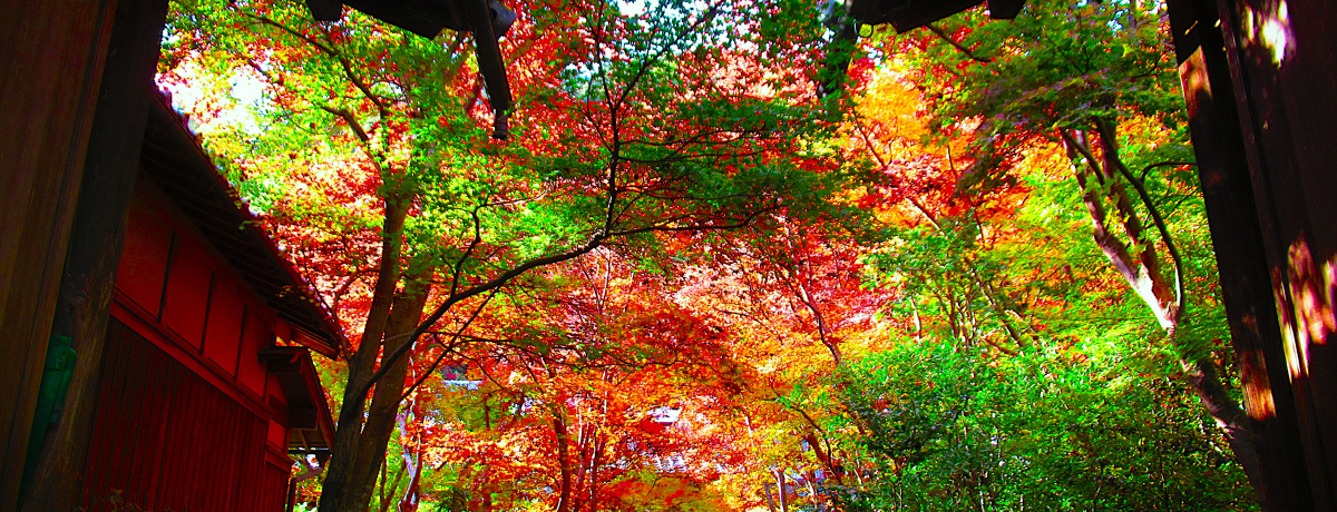 �������R�Ƃ䂩��̍g�t�̖����I���s�{�����s�u�P�@�����v