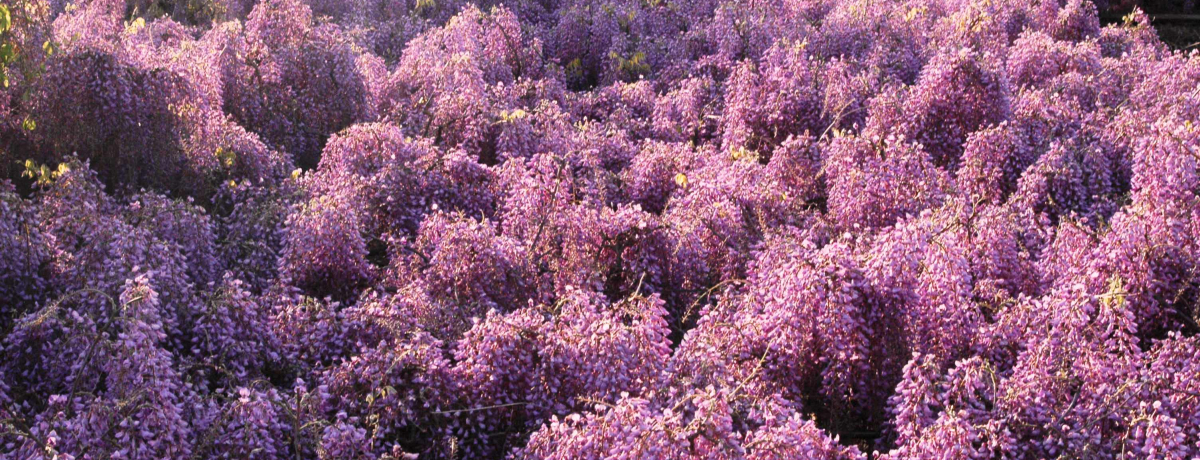 XȂɏt̓_C uMBh̖cv͖ƂމԊ