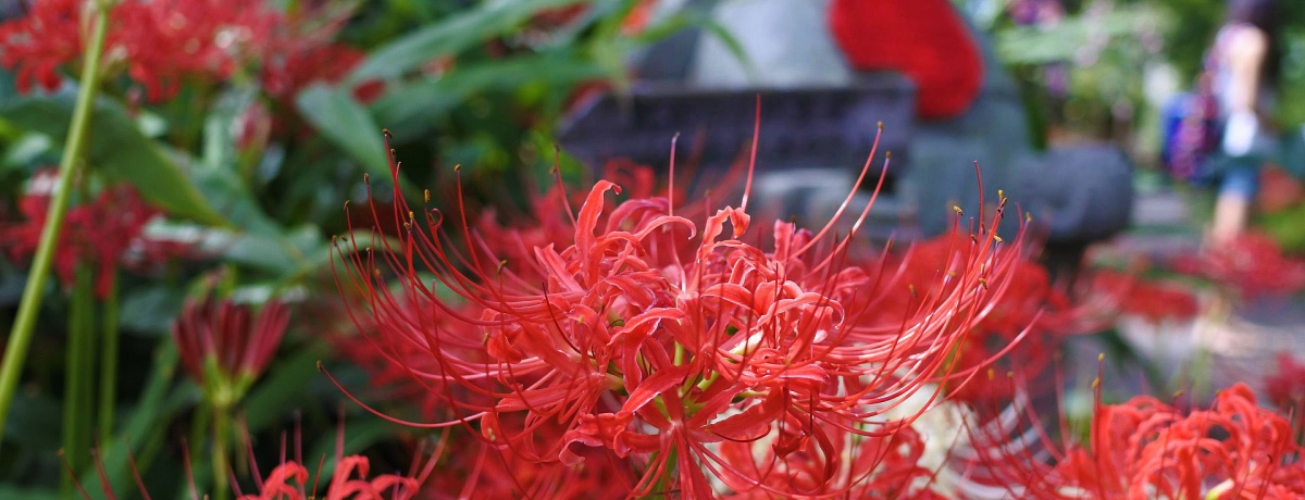 NȐԂƐ捂̐ΕɐS܂ Qnuyv̔ފ݉