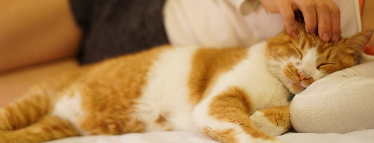 �j�����ƓY���Q��!?��t�u�y���V���� �A�g�J�v�ŔL�Ɖ߂����x��