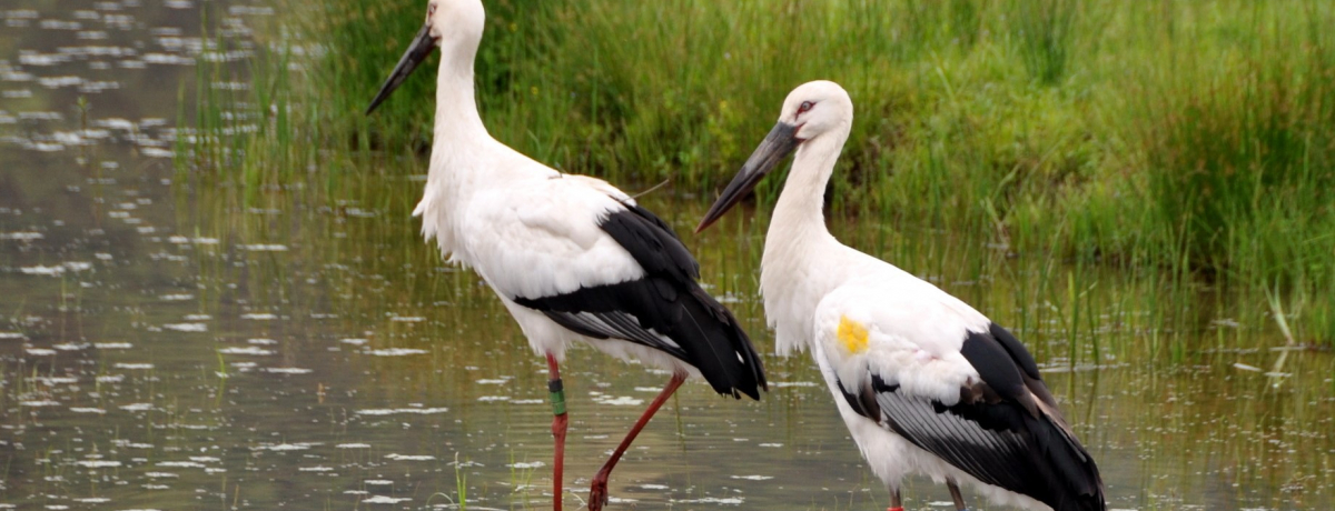 �_�ЂɌ����ɋ�`���I�u�R�E�m�g���̊X�v���Ɍ��L���s�֍s�����I