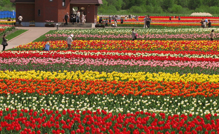 ��ʂɍ炫�ւ鈳���̉Ԕ��͕K���I�I�z�[�c�N�̏t�͂��̌����Ŗ��i�I