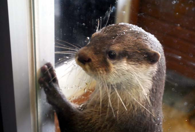 �R�c���J���E�\�ƈ���I��������J���C�C�����ڂ́u�����������فv