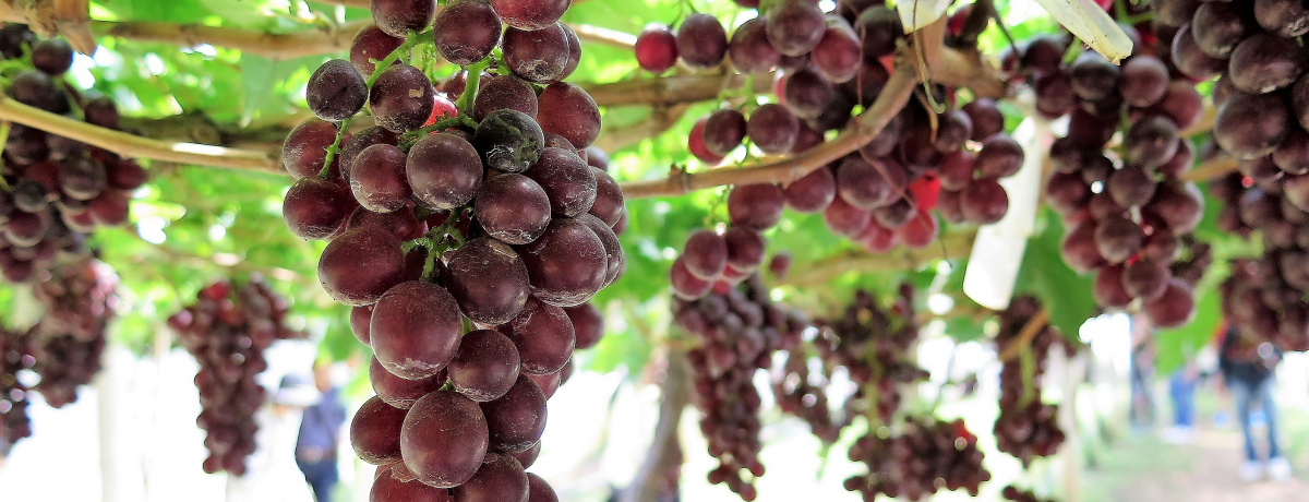 �J�I���C�ő�̂Ԃǂ����I�uPBVALLY���C�i���[�v�̓^�C�Y���C�����˂̒n