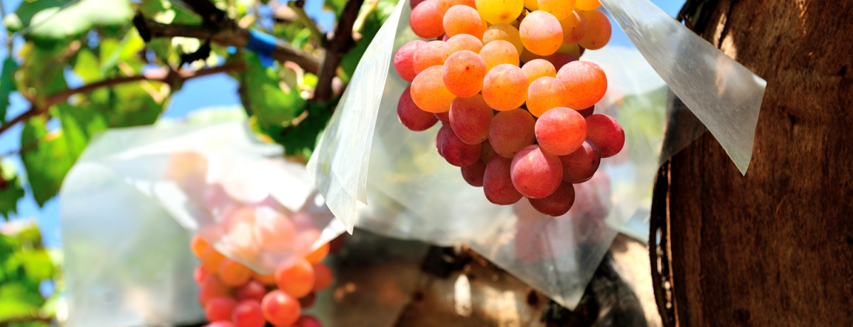 Ԃǂ̎n{I@Ԃǂƕi키@R̂Ԃǂ