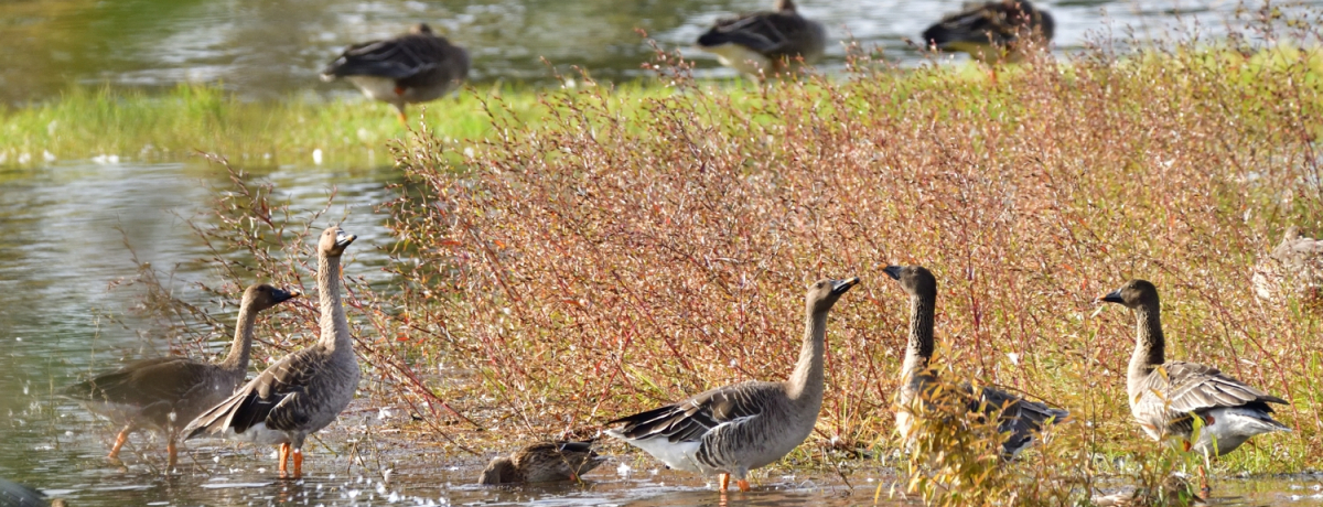 ���ꌧ�u�Ζk�쒹�Z���^�[�v�ł���y�o�[�h�E�H�b�`���O�����ӎU��