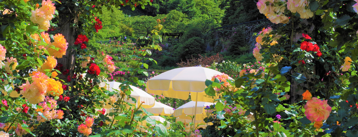 No LOVECNo ROSE! É MCuAJIn[u[YK[fv