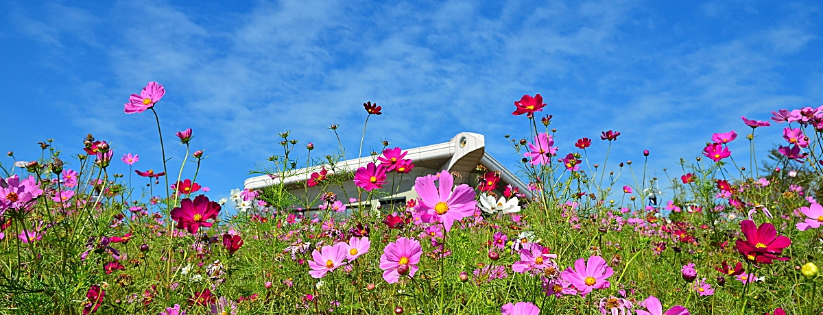 100{̃RXX炫ւIa̎RuhRXXp[Nv